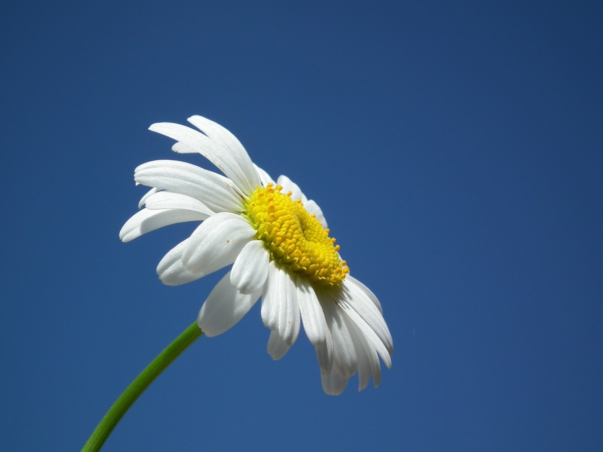 Flower Bliss Essential Oil Recipes